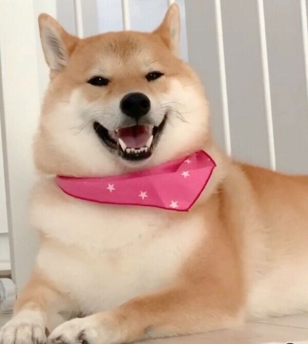 笑顔の味噌ちゃん