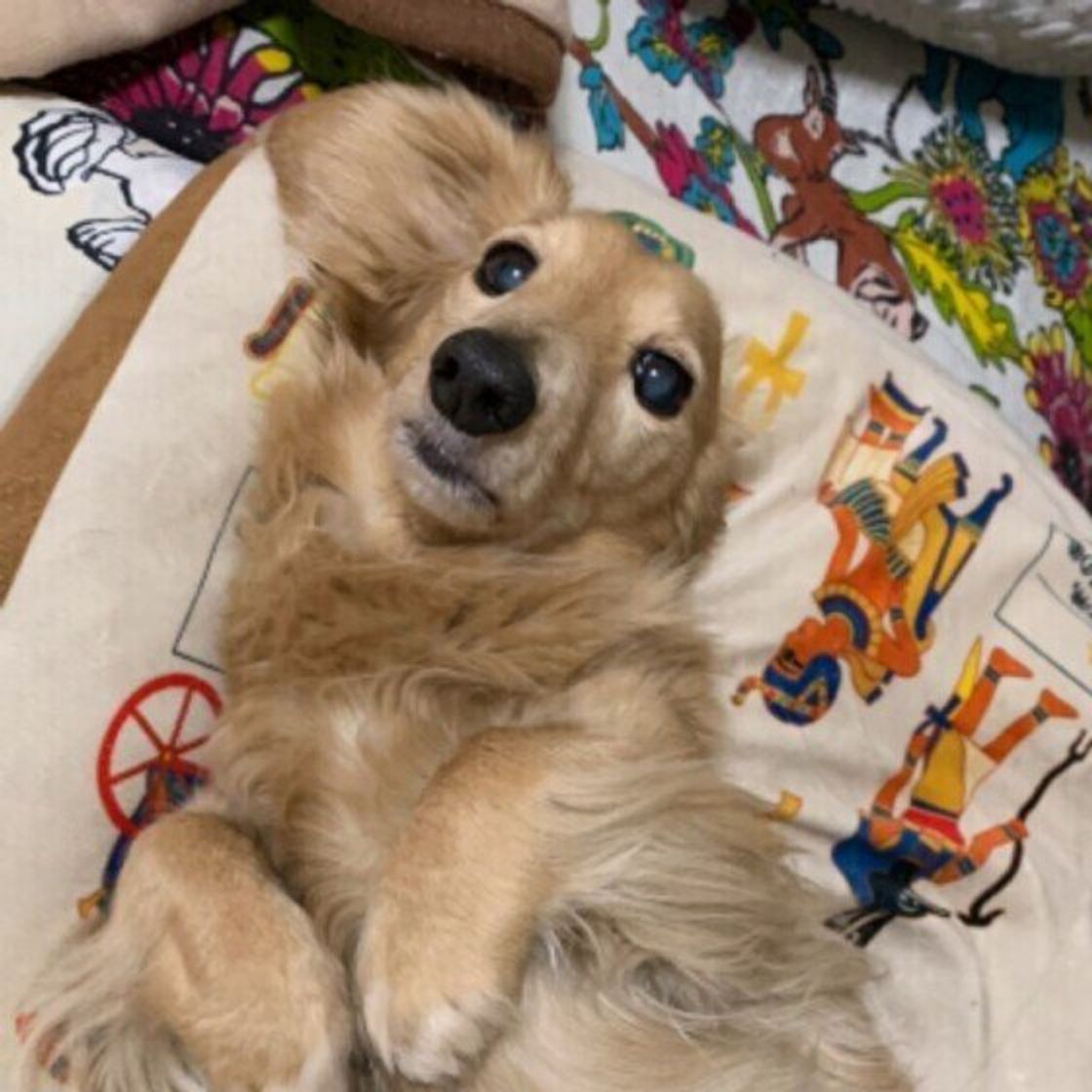 シニア犬が寝てばかり これって大丈夫 睡眠時間が増えた犬のお世話の仕方 いぬのきもちweb Magazine シニア犬が寝てばかり これって大丈夫 睡眠時間が増えた犬のお世話の仕方 いぬのきもちweb Magazine