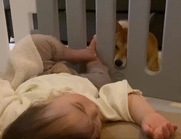 眠る妹ちゃんを見守るりんご郎くん