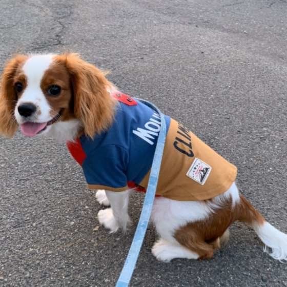 お散歩するキャバリア・キング・チャールズ・スパニエル