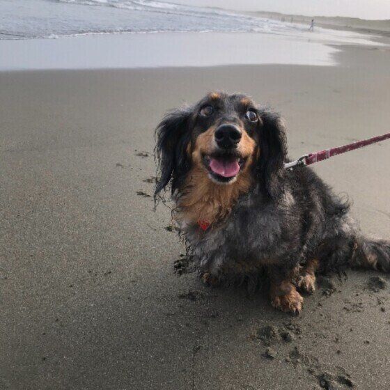 ミニチュア・ダックスフンドのきららちゃん