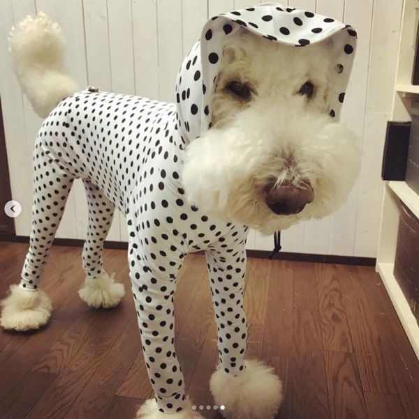 スタンダード・プードル3兄弟