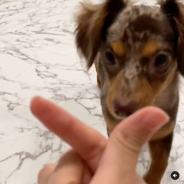 「キュンです」をするぴのくん