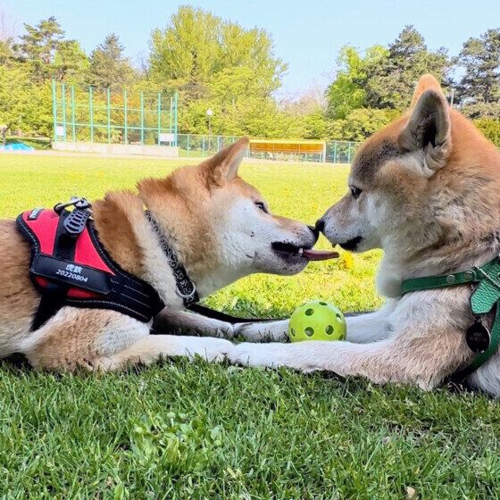 柴のももちゃんと虎鉄くん