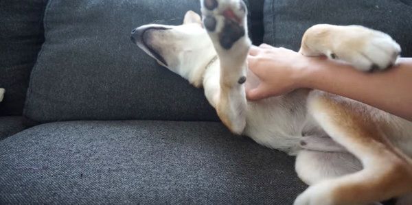 くすぐられて我慢できないゾロくん