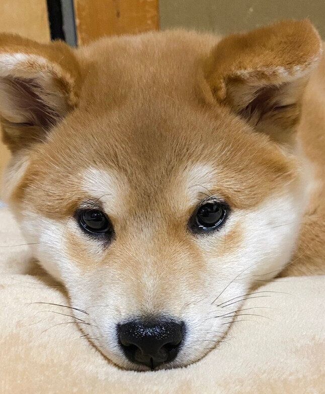 子犬時代のてんくん