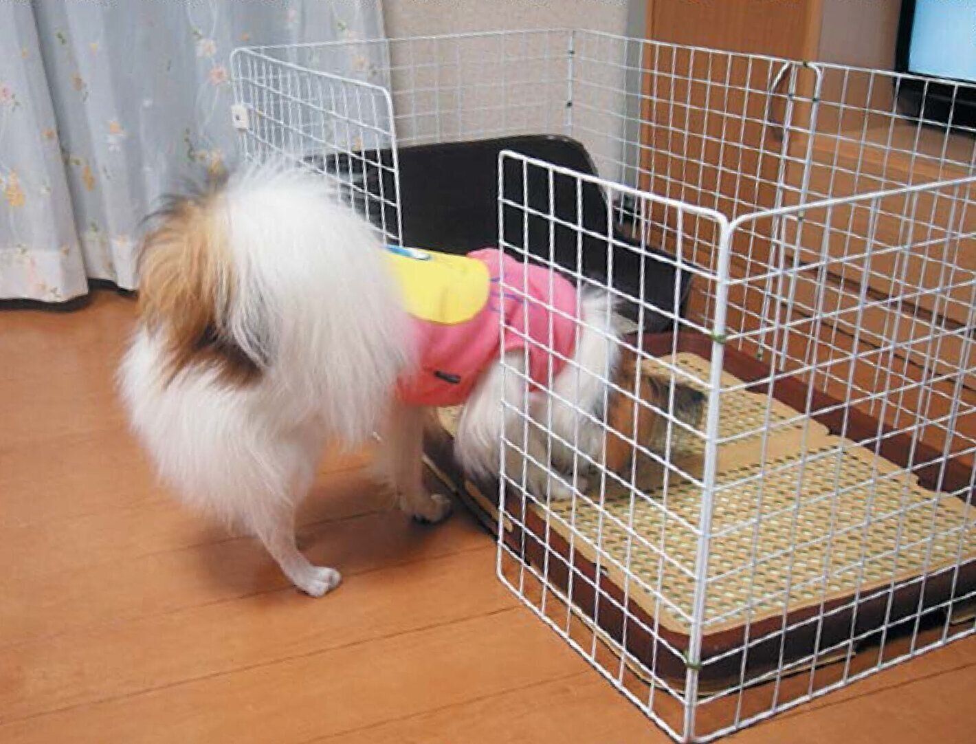 環境を見直すだけで 愛犬のトイレのしつけはうまくいく いぬのきもちweb Magazine