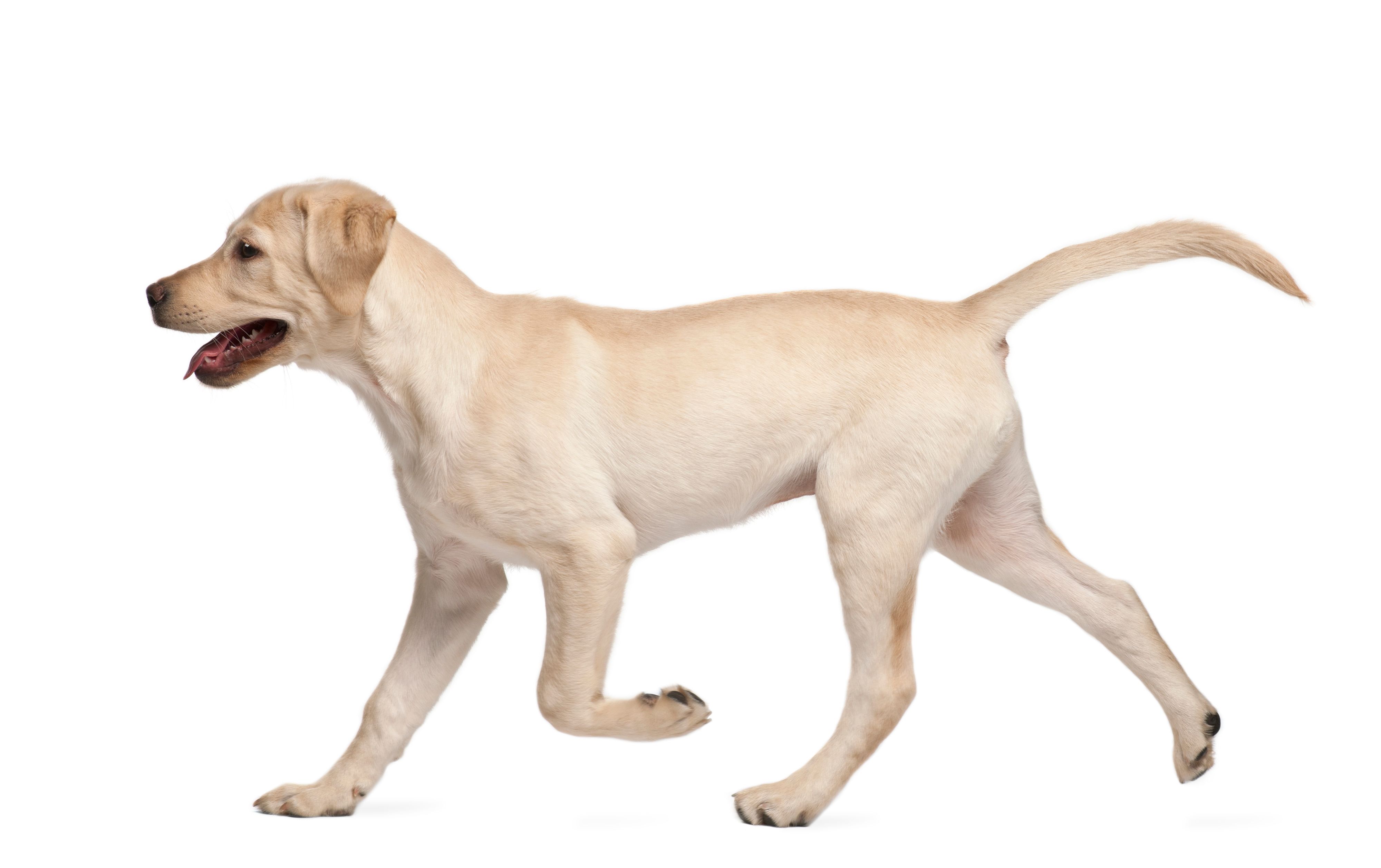 ラブラドール レトリーバーの特徴と性格 飼い方 価格相場など 犬図鑑 いぬのきもちweb Magazine