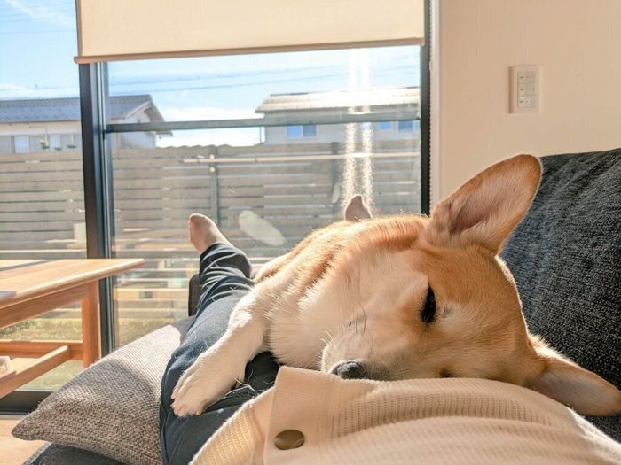 飼い主さんの体の上で眠るハルくん