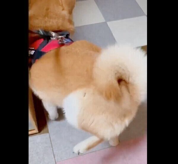 足踏みをする栗太郎くん