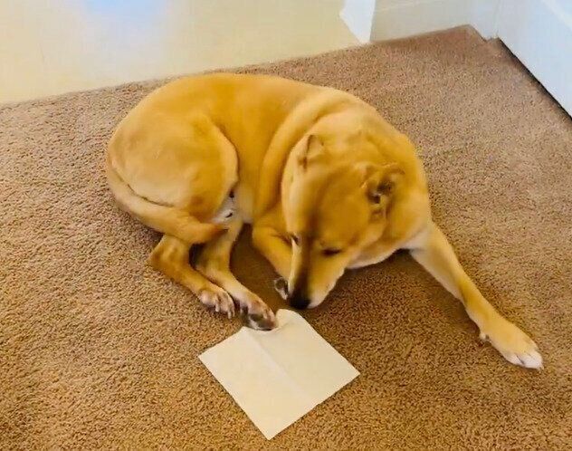 ティッシュの上にも乗ろうとするリンちゃん