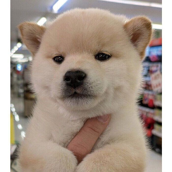 生後2カ月の“もちもち柴”と出会って家族に 1才の現在は凛々しい“きつね