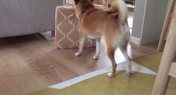 ベッドをもってくる柴犬