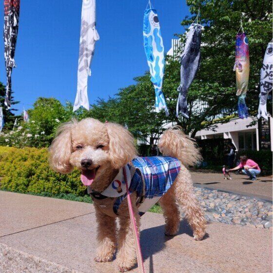 トイ・プードルのハービーくん♪