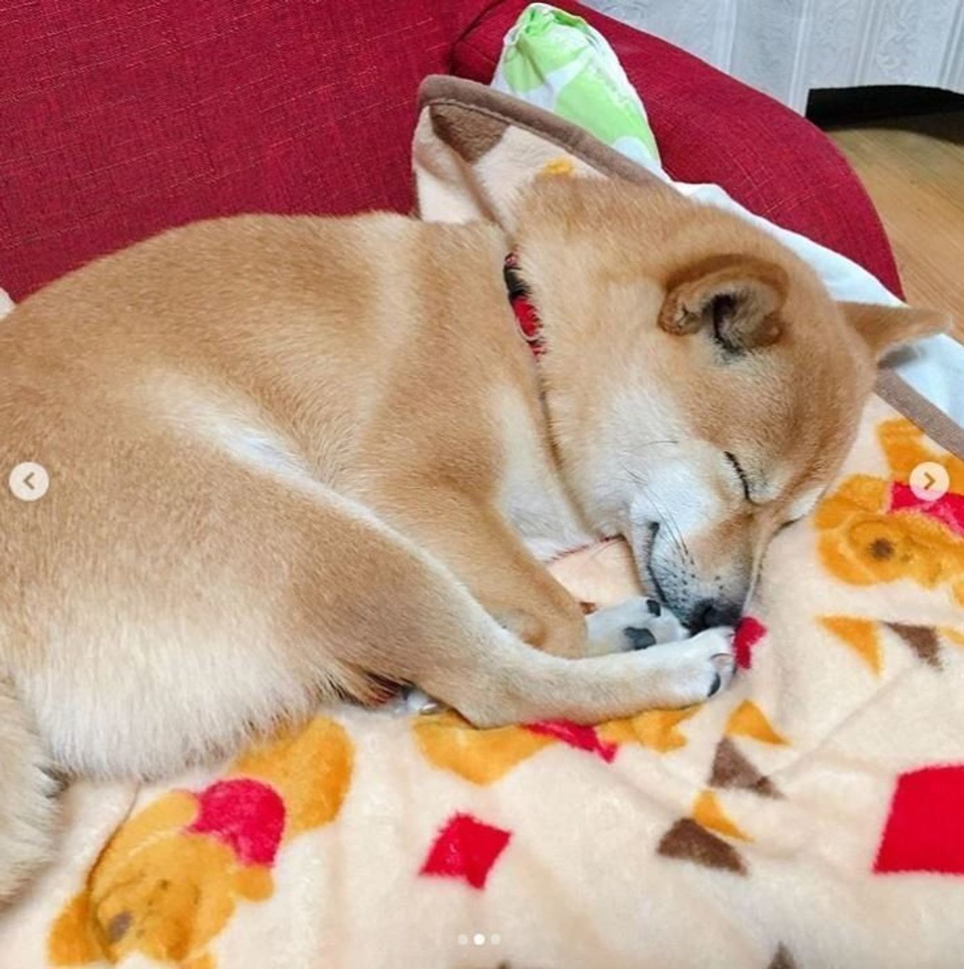 いぬのきもち付録 プーさんのブランケット でぬくぬくする犬たち続出 いぬのきもちweb Magazine いぬのきもち付録 プーさんのブランケット でぬくぬくする犬たち続出 いぬのきもちweb Magazine