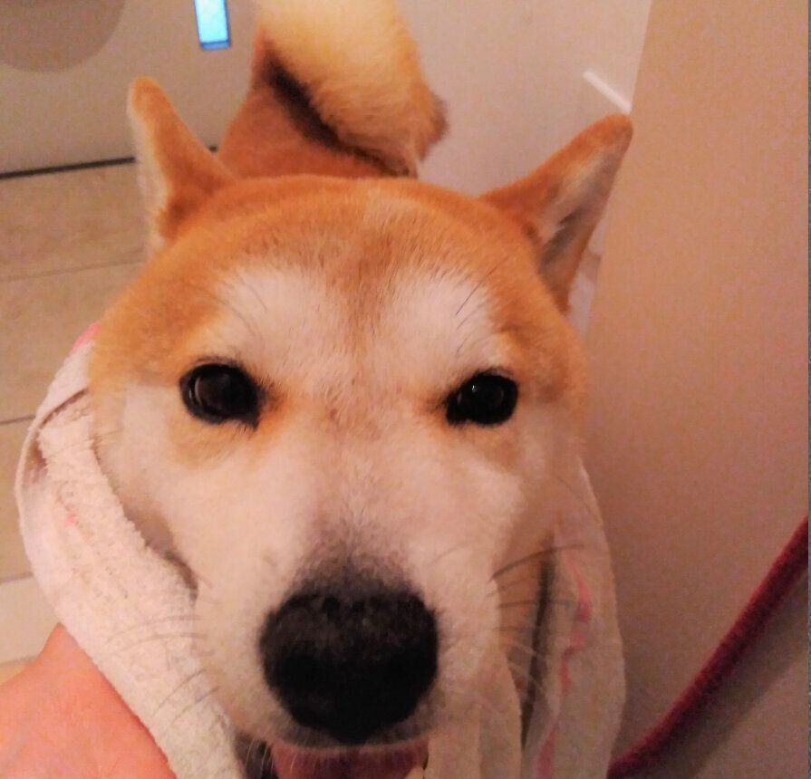 雨に濡れた柴犬タロさん ドライヤーに興味を示すも もういいです と断念 連載 モフモフ柴とプニプニ娘 第話 いぬのきもちweb Magazine