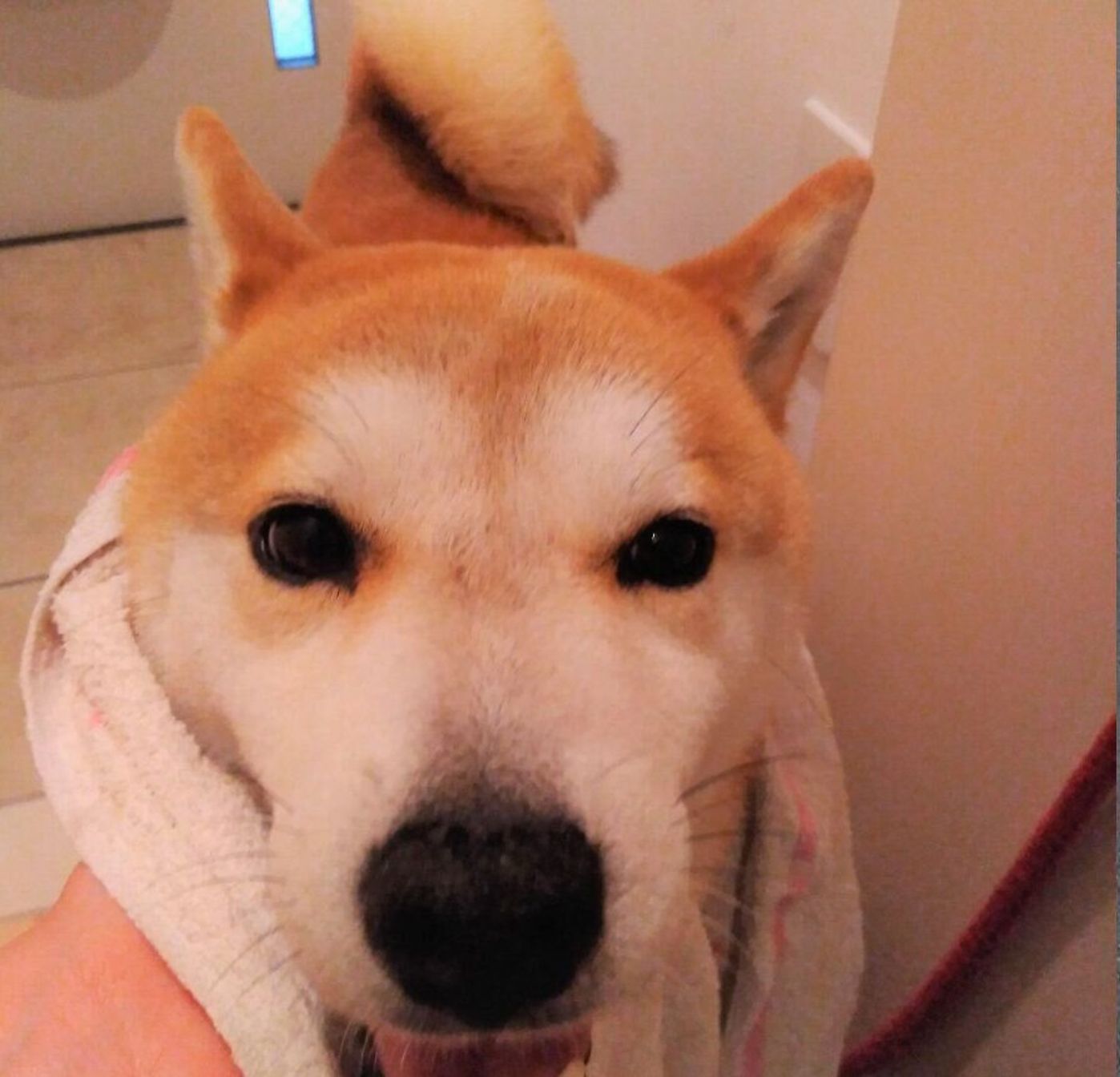 雨に濡れた柴犬タロさん ドライヤーに興味を示すも もういいです と断念 連載 モフモフ柴とプニプニ娘 第話 いぬのきもちweb Magazine 雨に濡れた柴犬タロさん ドライヤーに興味を示すも もういいです と断念 連載 モフモフ柴とプニプニ娘 第話 いぬのきもちweb Magazine