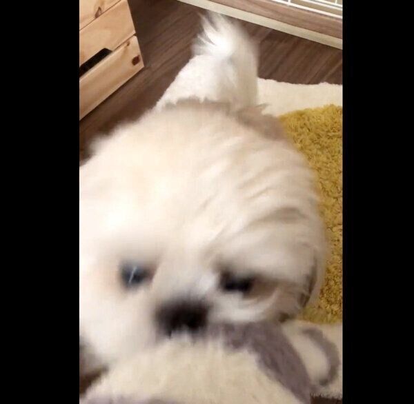 飛びかかるたむたむくん