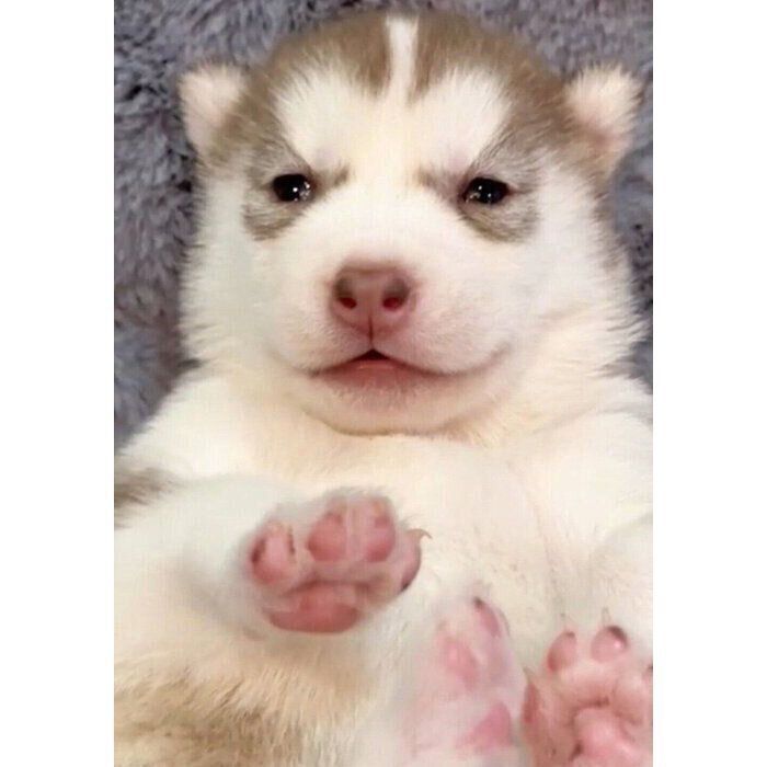 生後20日のアイリスちゃん