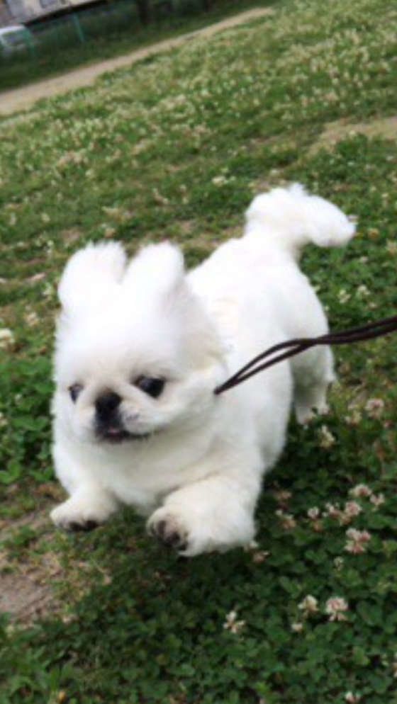 お耳がうさぎのようになってるよ！走って嬉しそうなペキニーズ