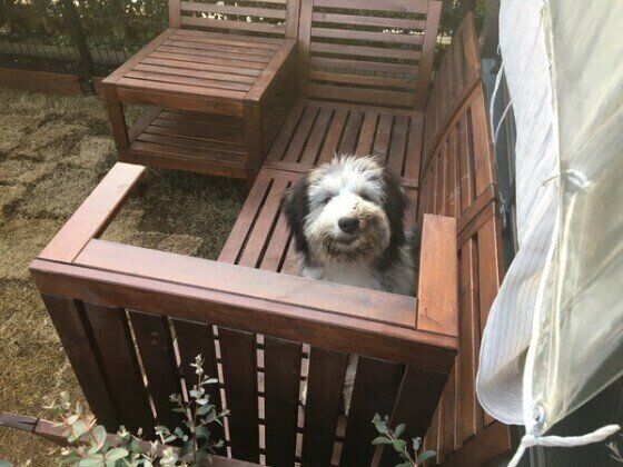 ビアデッド・コリー