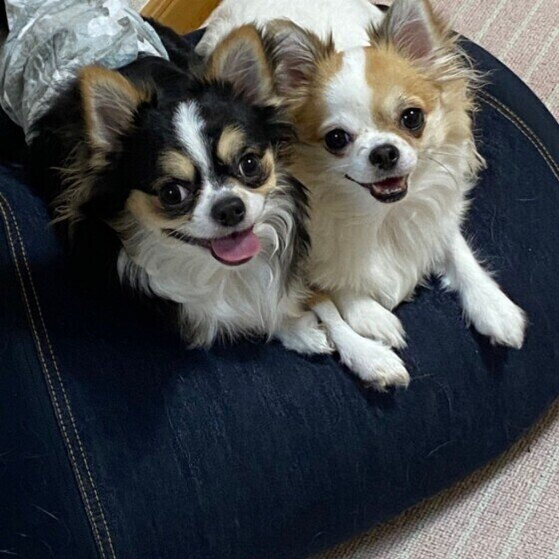 実は犬の骨 関節 筋肉に負担をかけている やりがちng習慣とは いぬのきもちweb Magazine 実は犬の骨 関節 筋肉に負担をかけている やりがちng習慣とは いぬのきもちweb Magazine