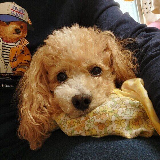 トイ・プードルのハービーちゃん