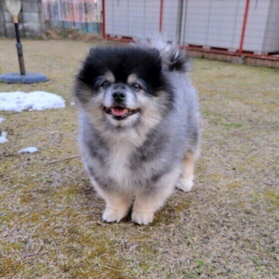 ドッグランを楽しむポメラニアン