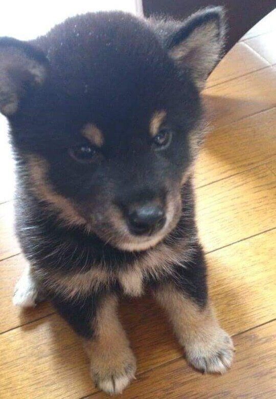 子犬時代の豆太くん
