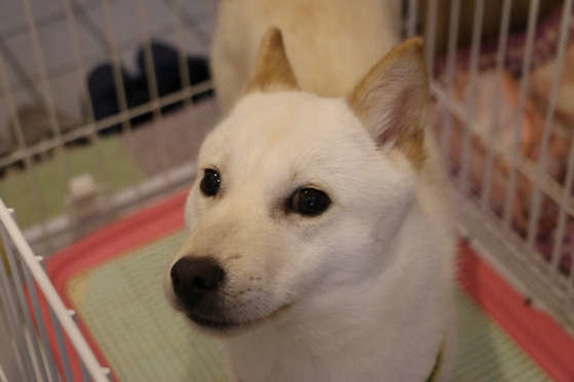 獣医師監修 北海道犬ってどんな性格 特徴や飼い方を解説 いぬのきもちweb Magazine 獣医師監修 北海道犬ってどんな性格 特徴や飼い方を解説 いぬのきもちweb Magazine