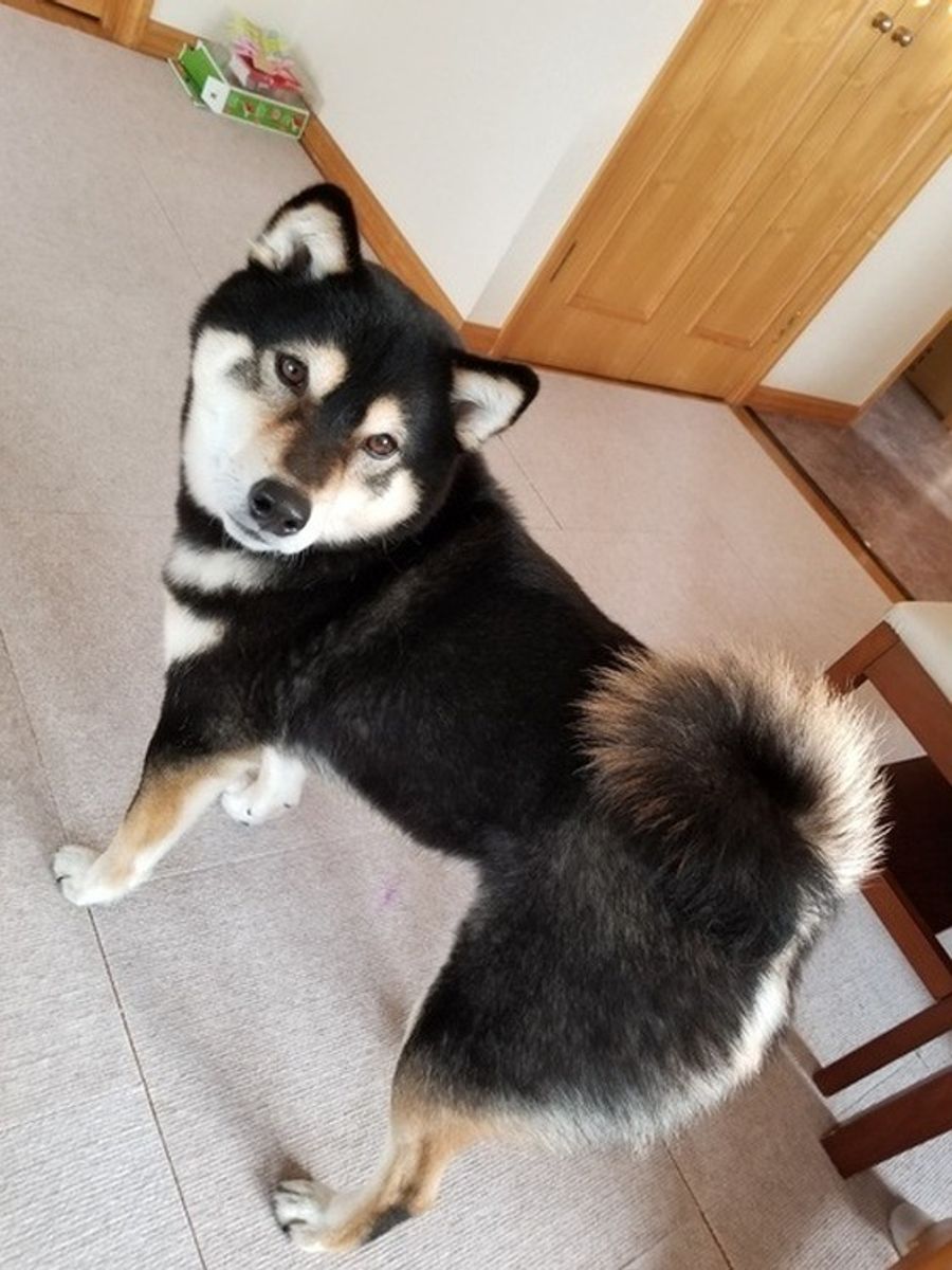 しっぽを振る方向で意味が違う マニアックな犬の生態のヒミツを紹介 いぬのきもちweb Magazine しっぽを振る方向で意味が違う マニアックな犬の生態のヒミツを紹介 いぬのきもちweb Magazine