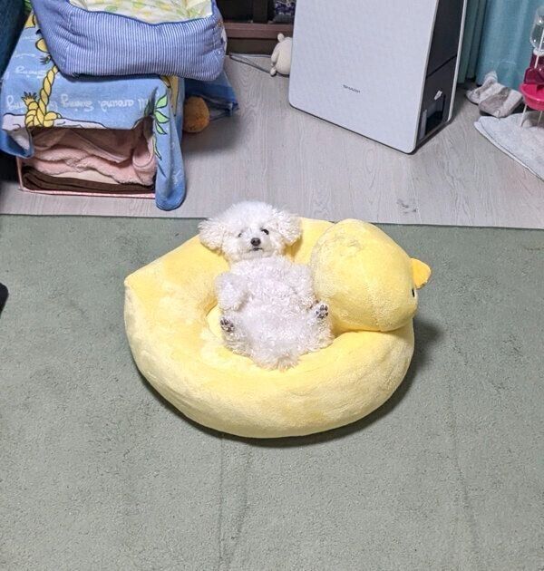 アヒルのベッドの中でくつろぐクルミちゃん