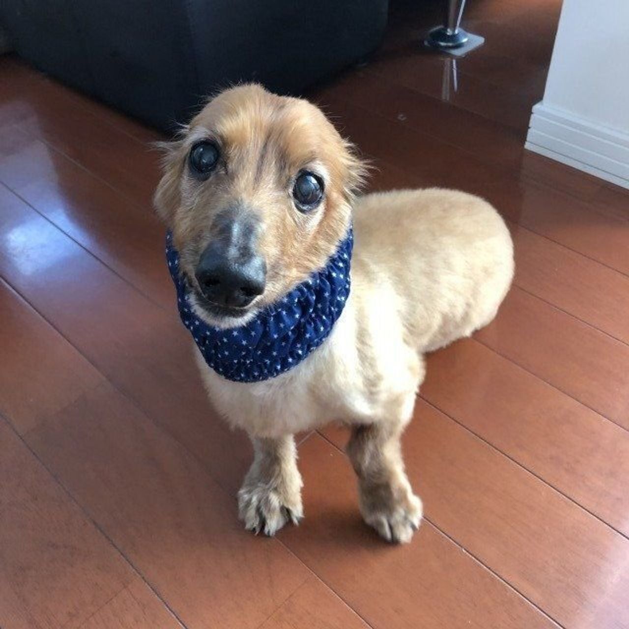 ごはんのときも耳を汚さない 100均のスヌード 愛犬に使ってみた いぬのきもちweb Magazine ごはんのときも耳を汚さない 100均のスヌード 愛犬に使ってみた いぬのきもちweb Magazine