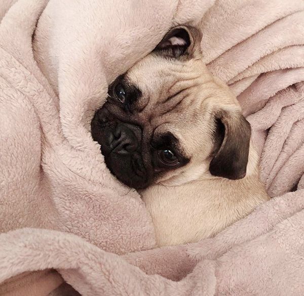 毛布にくるまるパグ