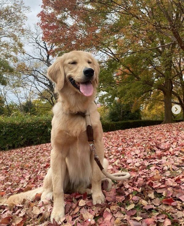 お散歩を楽しむテアちゃん