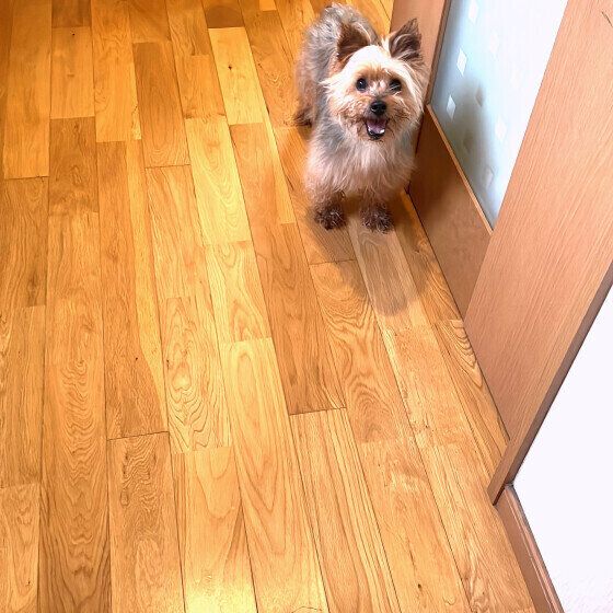 あとをついてくるヨークシャー・テリア