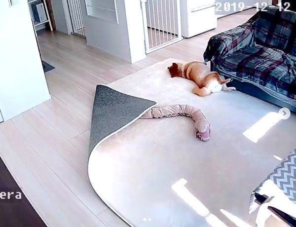 お留守番中の味噌ちゃん