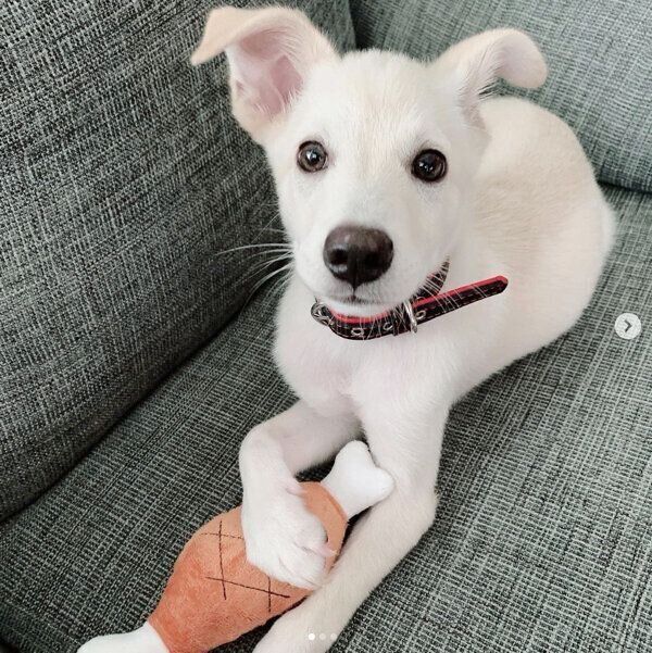 オモチャで遊ぶレオンくん