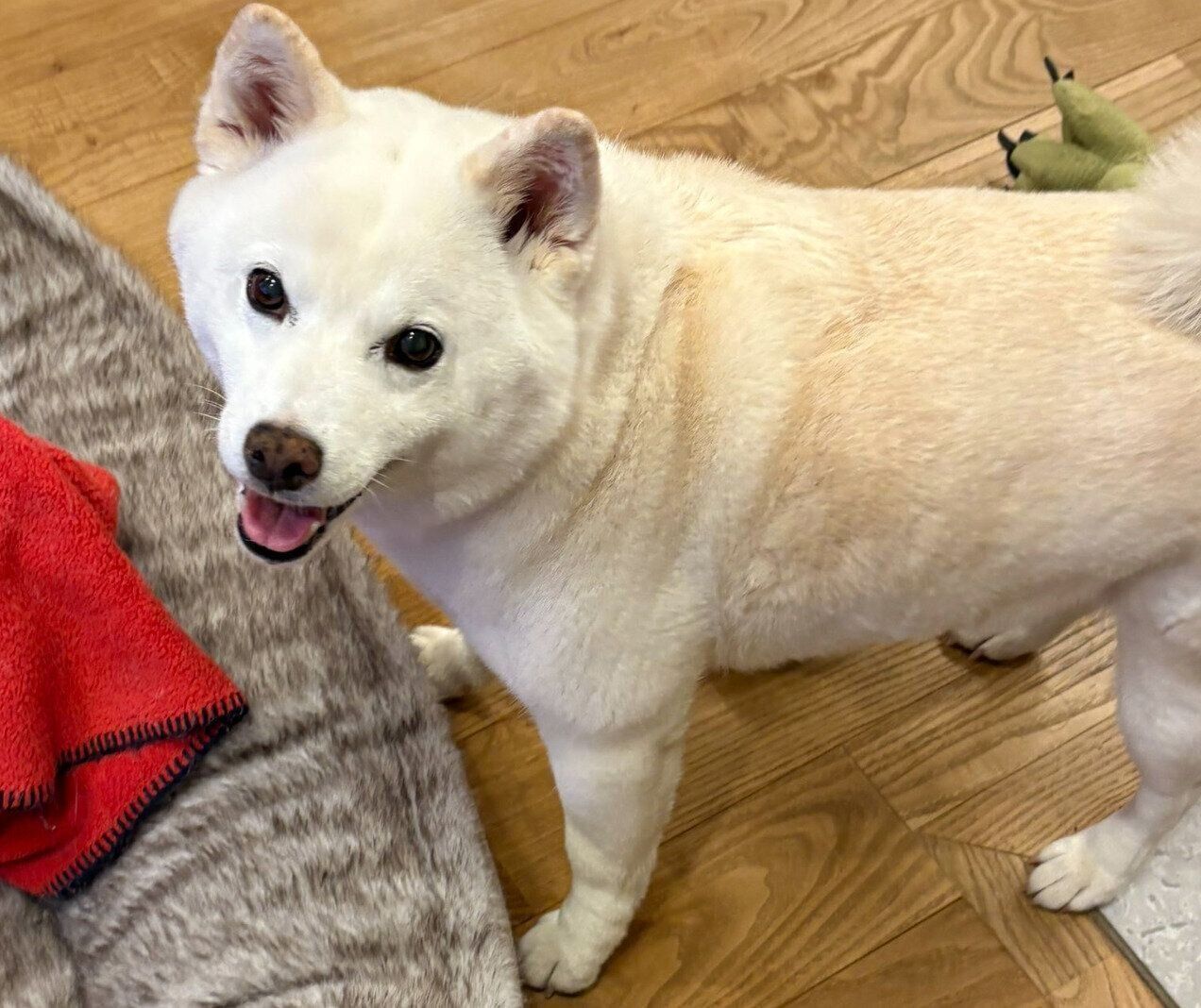 笑顔が可愛い小豆ちゃん