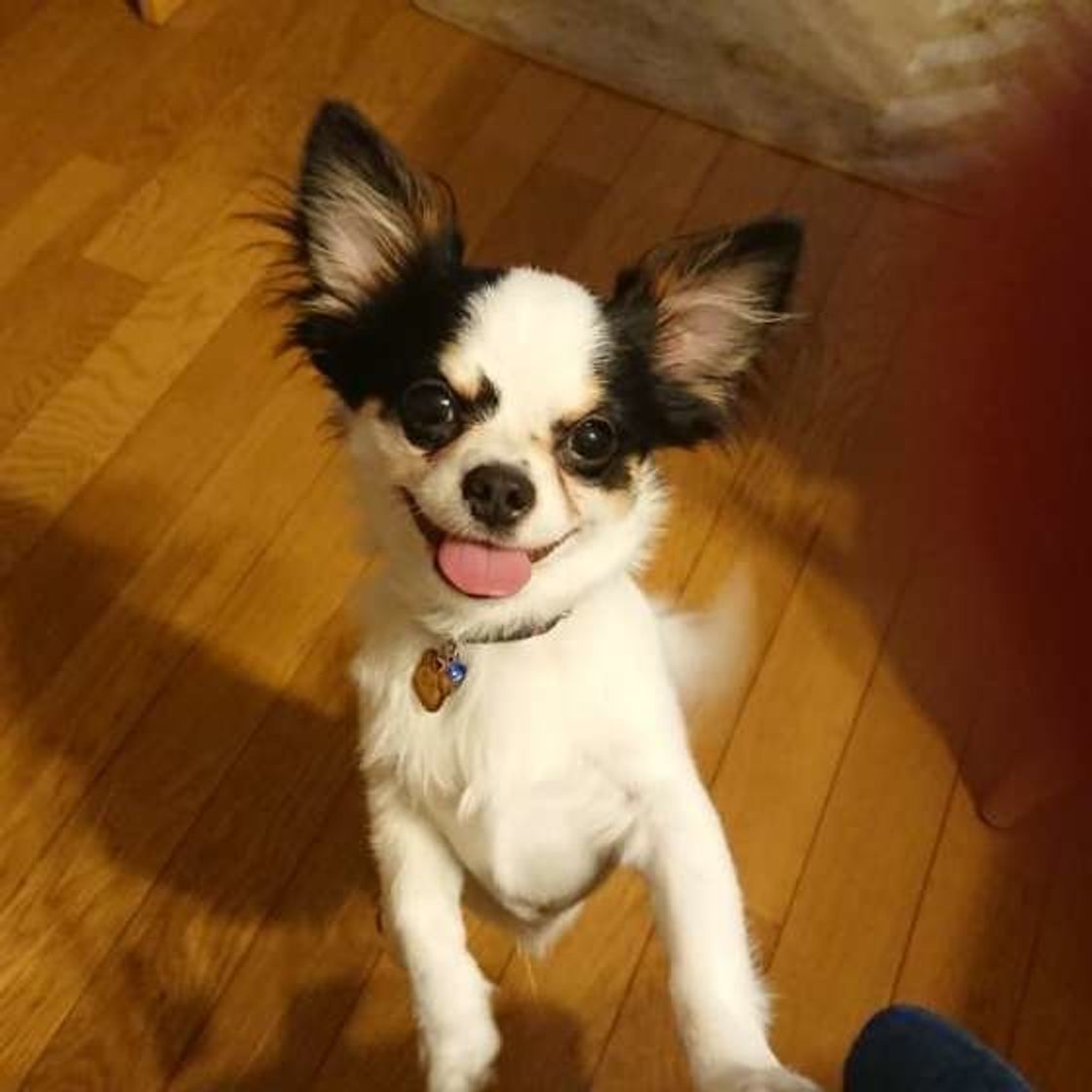 変なニオイに限ってなぜ 犬がスリスリ体をこすりつける理由は いぬのきもちweb Magazine 変なニオイに限ってなぜ 犬がスリスリ体をこすりつける理由は いぬのきもちweb Magazine