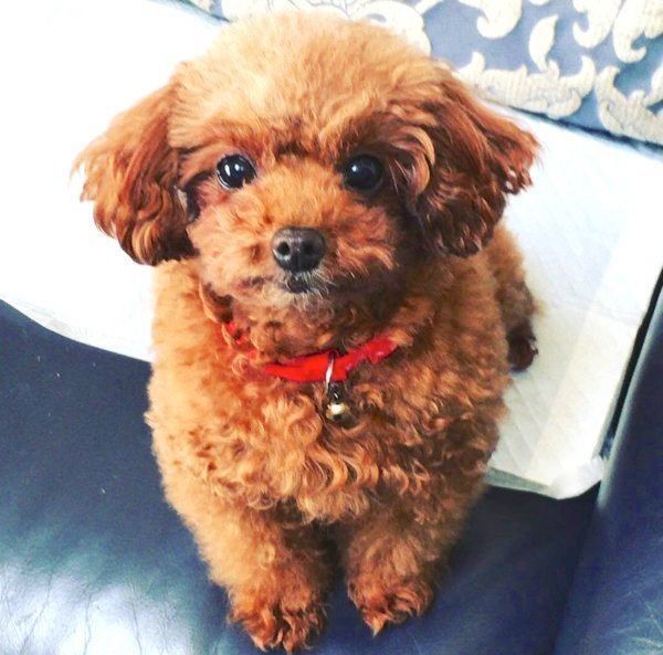 元繁殖犬・トイ・プードルのニコちゃん