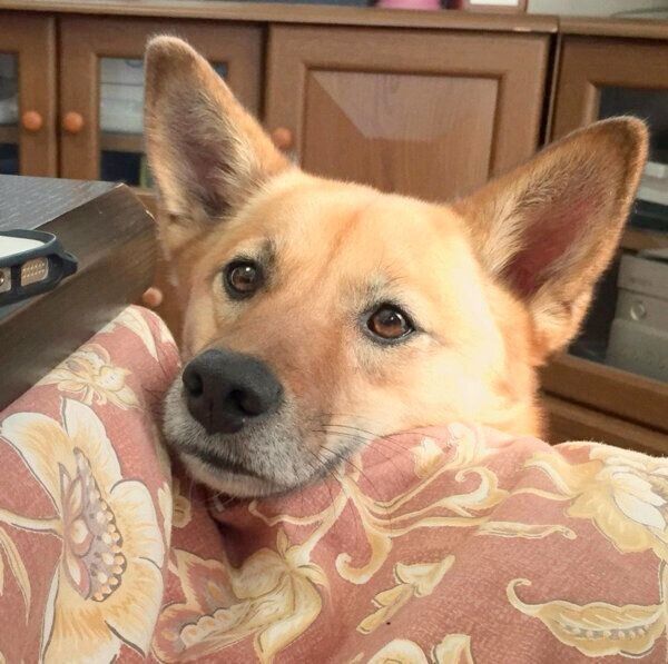 見つめるこむぎちゃん