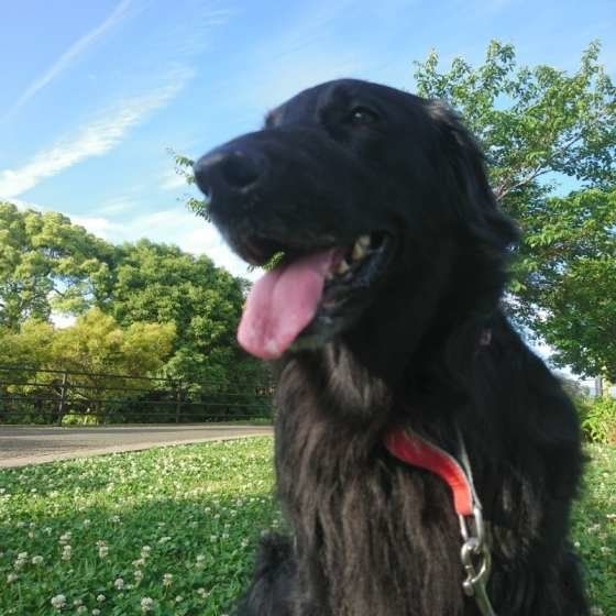 フラットコーテッド・レトリーバー