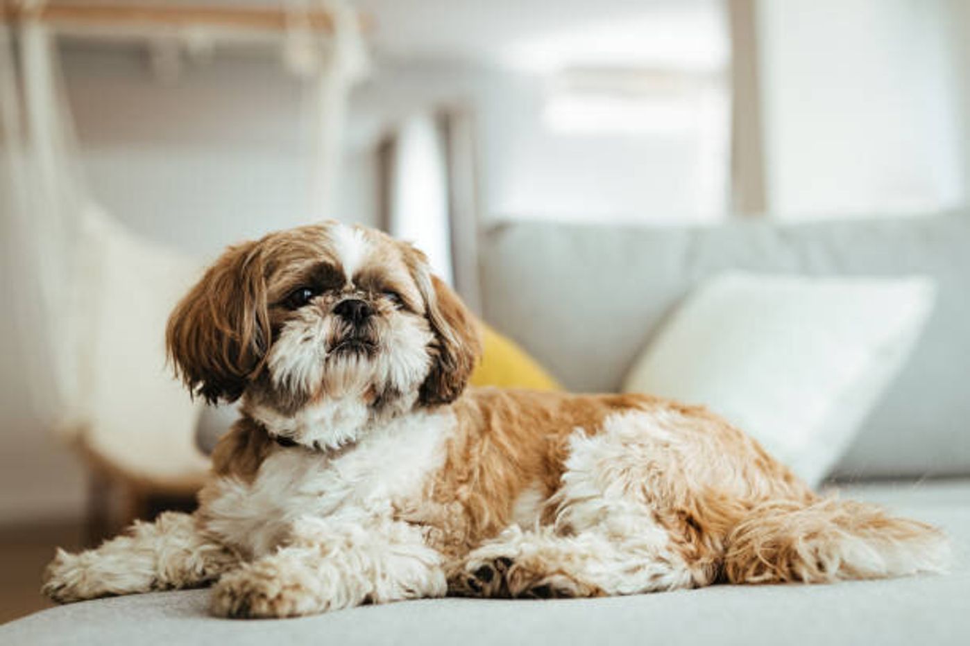 犬の椎間板ヘルニアの症状や原因 治療にかかる費用は いぬのきもちweb Magazine 犬の椎間板ヘルニアの症状や原因 治療にかかる費用は いぬのきもちweb Magazine