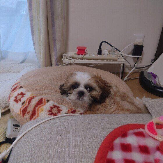 シー・ズーのテンくん