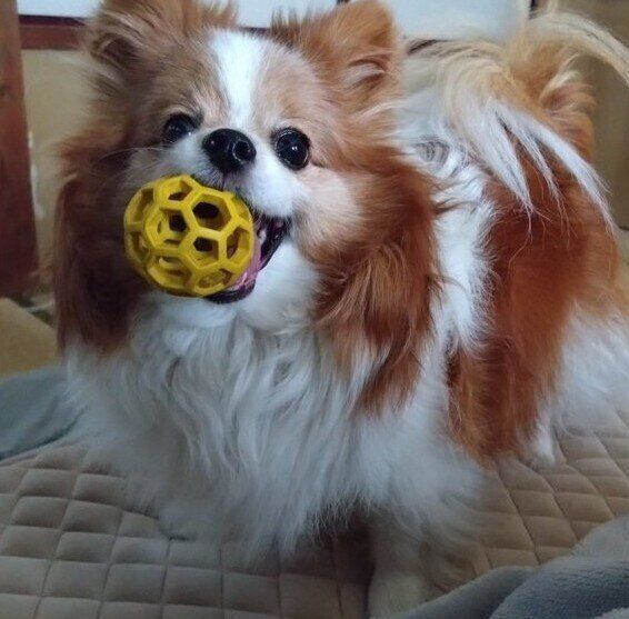 おもちゃで遊ぶパピヨン