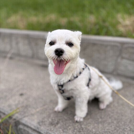 お耳がぺたんとしているマルチーズ いぬのきもち