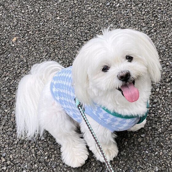 Mix（小型犬）の凪くん♪