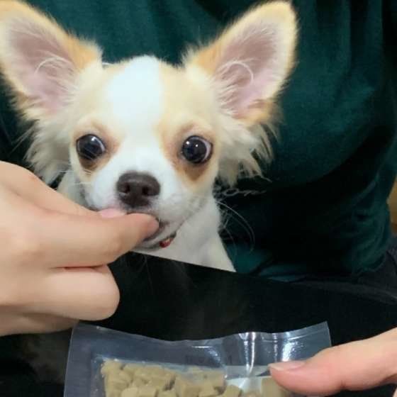 犬にレタスをあげても大丈夫 栄養やアレルギーなどについて いぬのきもちweb Magazine