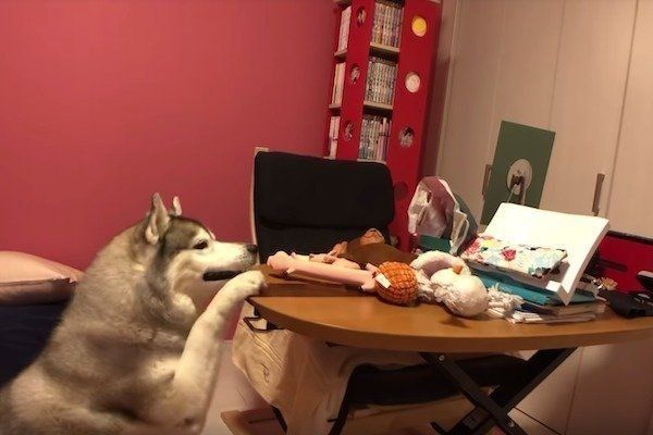 シベリアン・ハスキー